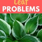 hosta leaf problems