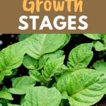 potato growth cycle