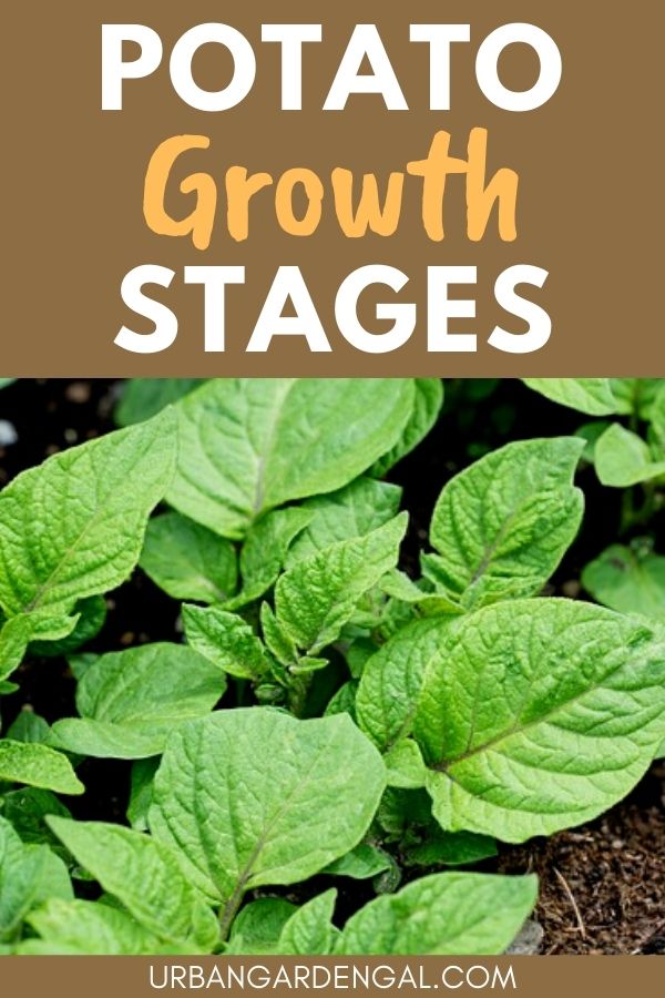 potato plant growth stages