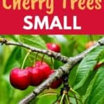 small cherry tree