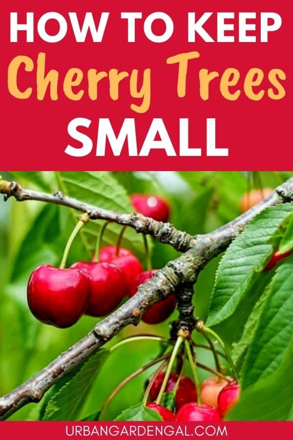 keep cherry tree small