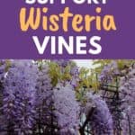 wisteria vine support