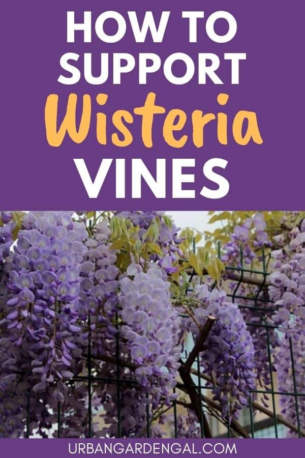 supporting wisteria vines