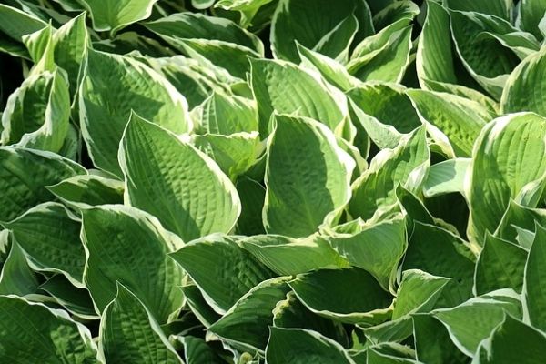 drooping hosta leaves