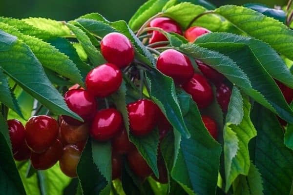 dwarf cherry tree