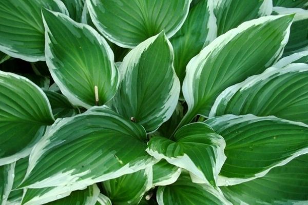 Read more about the article How to Fix Wilted Hosta Leaves