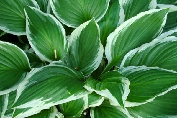 hosta leaves