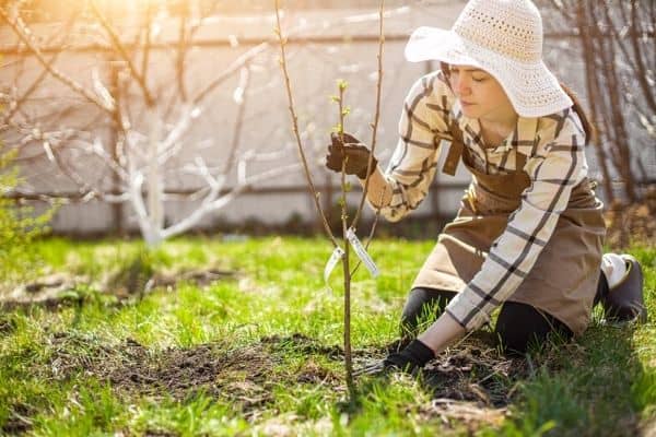 planting small cherry tree