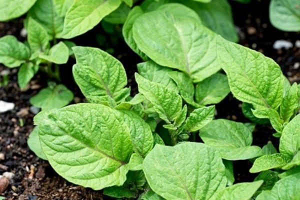 potato growth stages