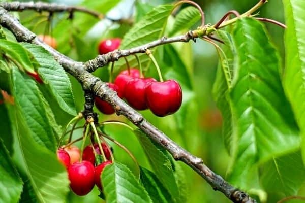 small cherry tree