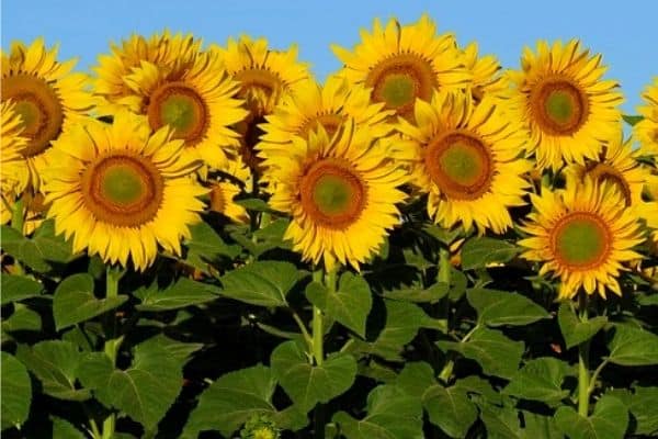 Read more about the article Sunflower Leaf Problems