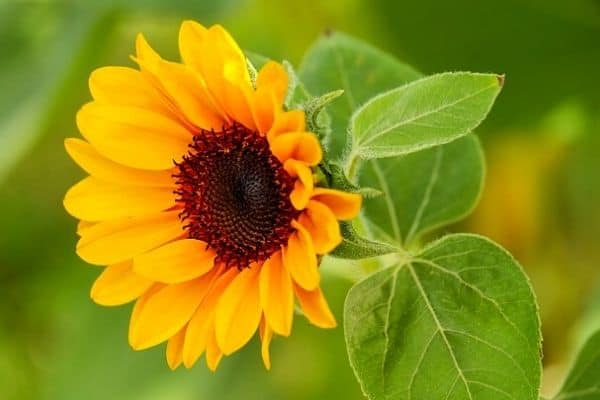 small sunflower leaves