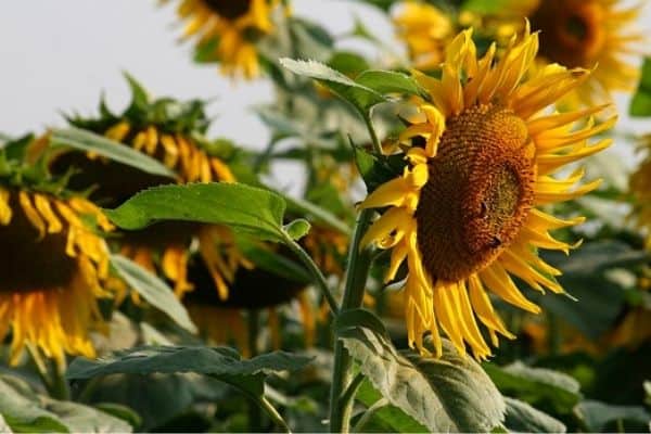 sunflower foliage