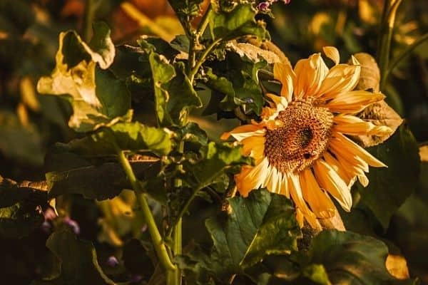 wilted sunflower leaves