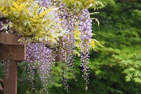 wisteria on an arbor