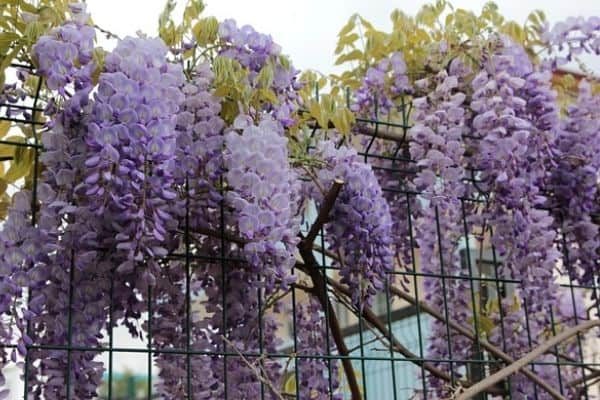 wisteria vine on a fence