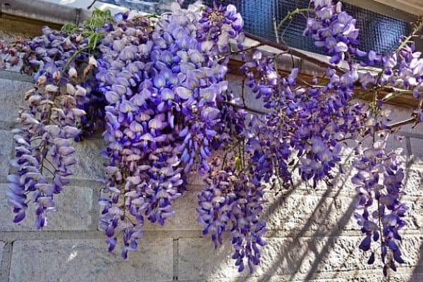wisteria growing on a wall
