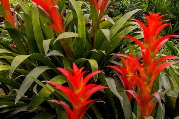 bromeliads growing outdoors