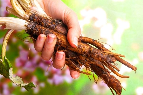 burdock taproots