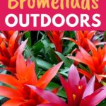 outdoor bromeliad plants
