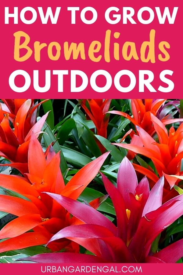 growing bromeliads outdoors