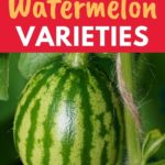small watermelons