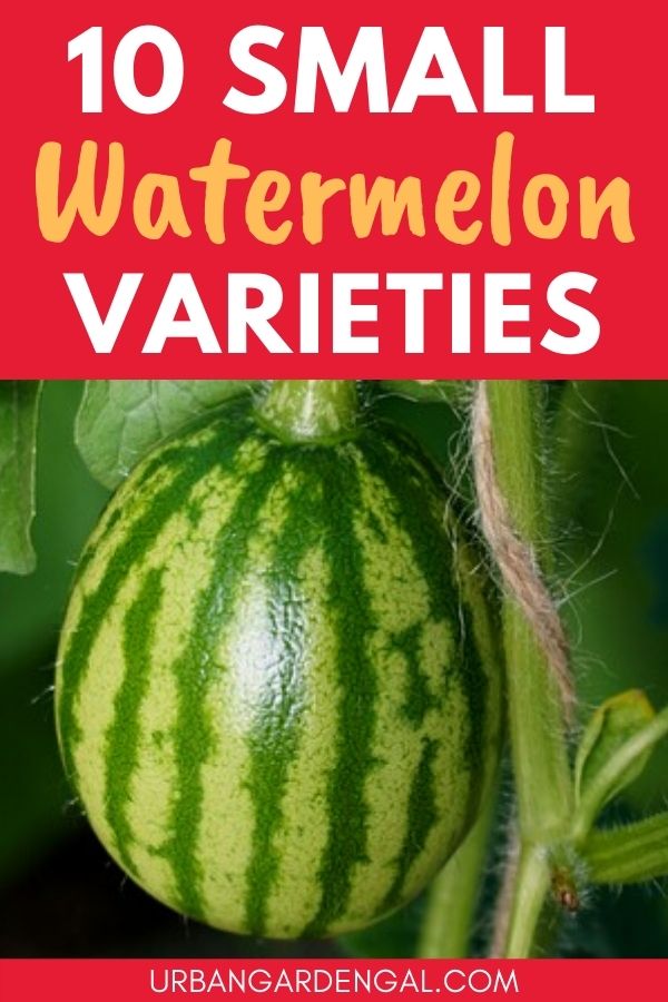 small watermelon varieties