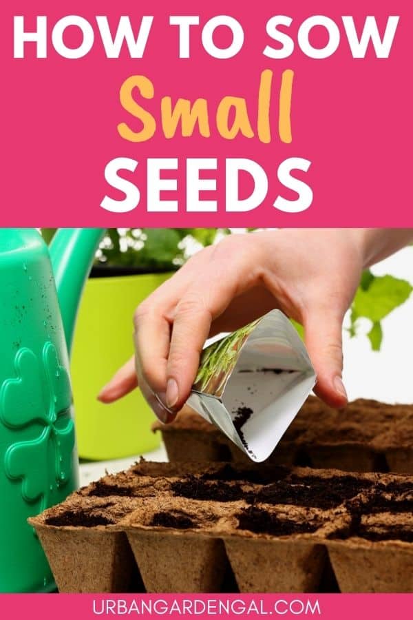 sowing tiny flower seeds