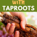 taproot vegetables