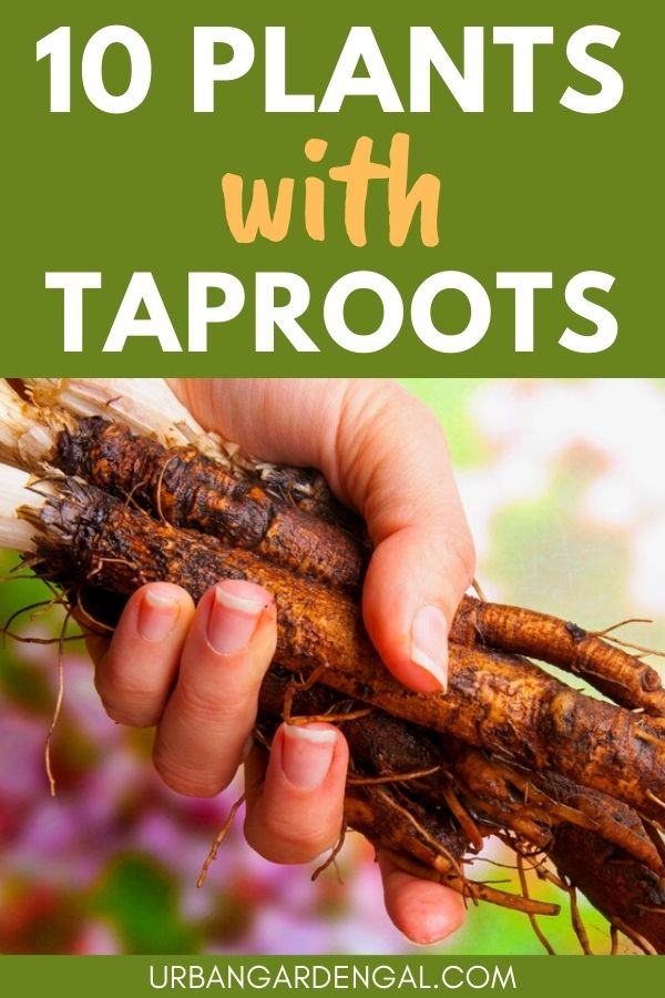 taproot vegetable plants