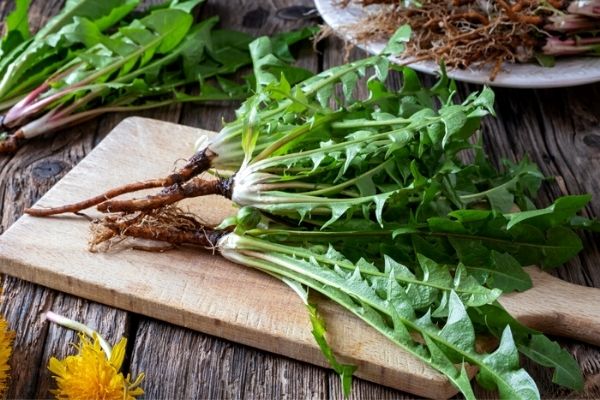 dandelion roots