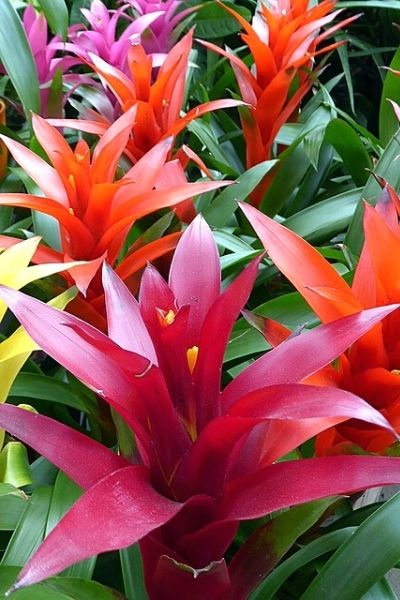 growing bromeliads outside