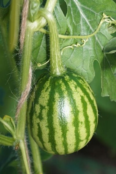 growing a small watermelon