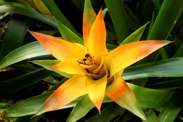 outdoor bromeliad plant