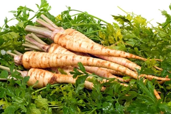 parsley root