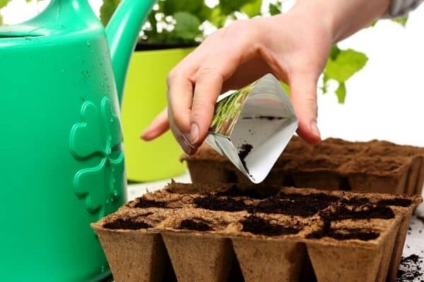 How to Plant Small Flower Seeds - Urban Garden Gal