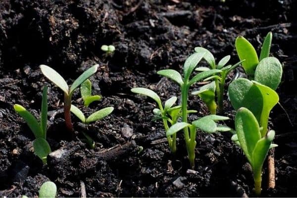 small flower seedlings