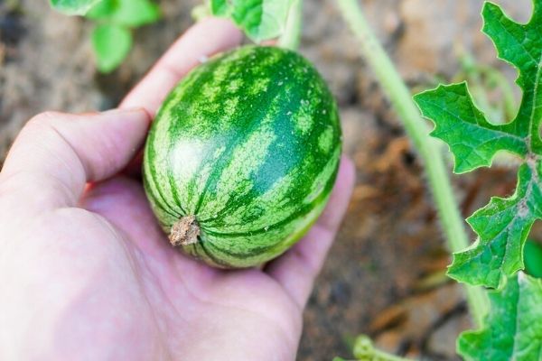 small watermelon