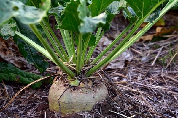 sugar beet root