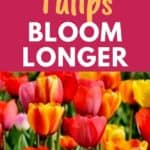 extend tulip bloom time