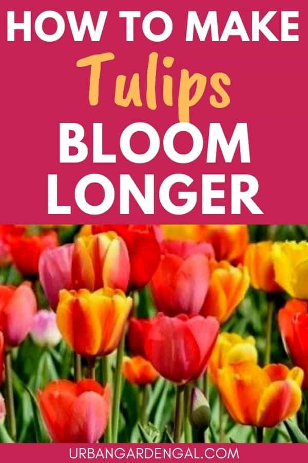 tulips bloom longer