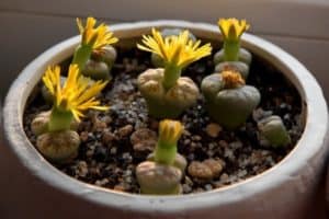 Read more about the article How to get Lithops to Flower