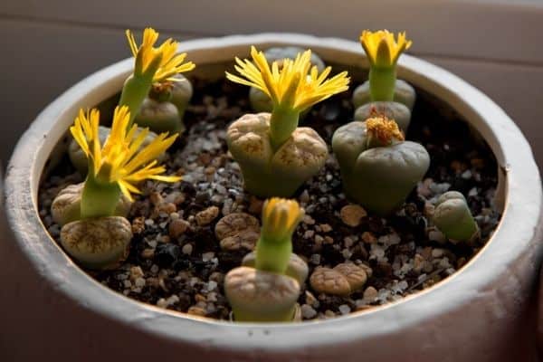 lithops flowers