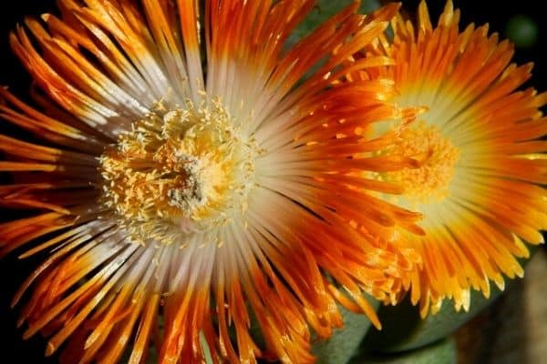 orange lithops flowers