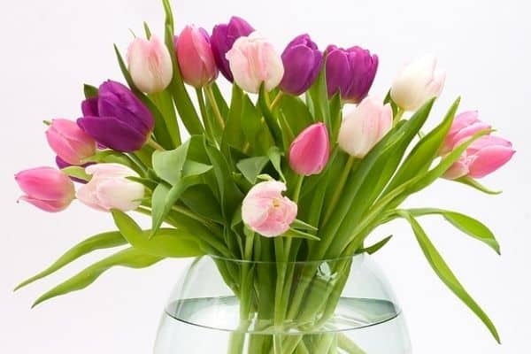 tulip flowers in a vase