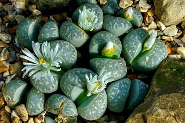 white lithops flowers