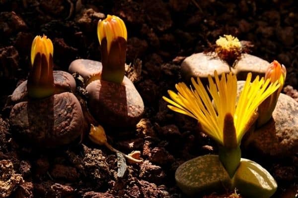 yellow lithops flowers