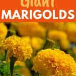 growing large marigolds