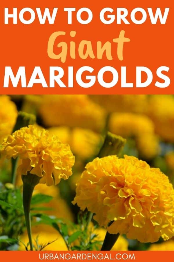 growing giant marigolds