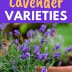 small lavender varieties